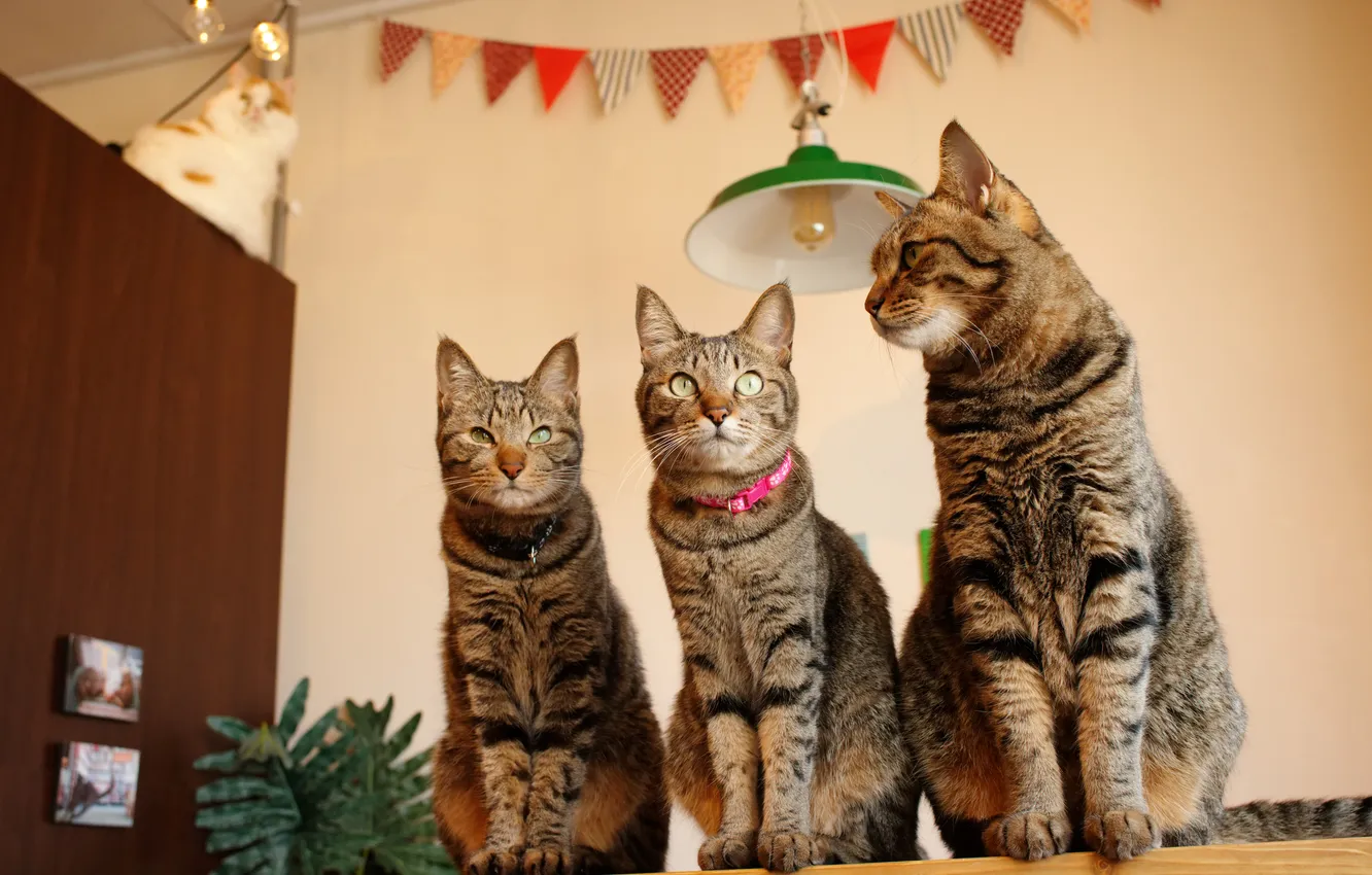 Photo wallpaper cat, cat, look, pose, table, grey, room, wall