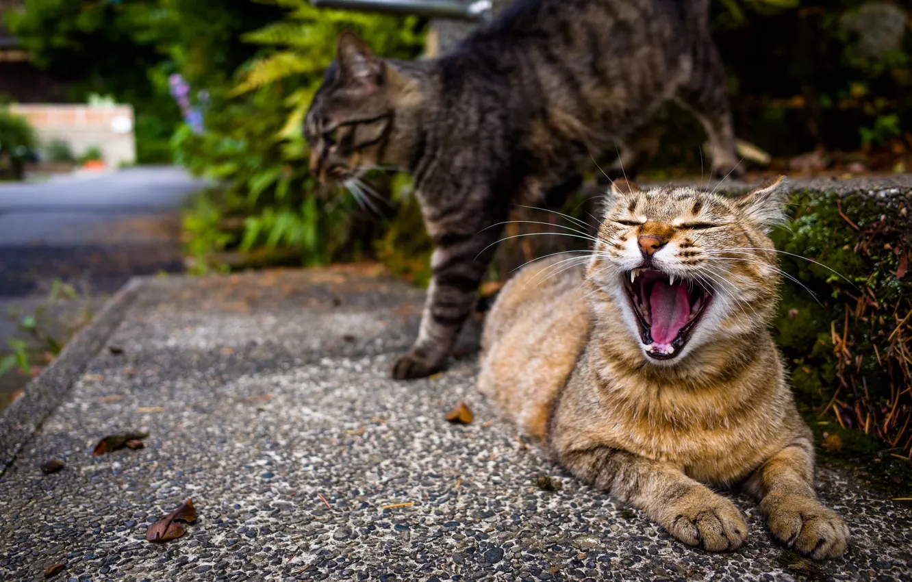 Photo wallpaper cat, street, yawns