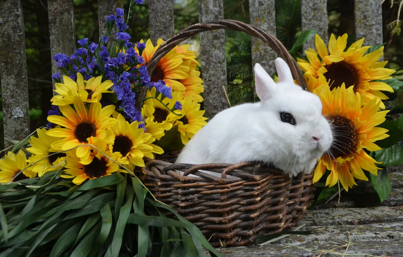 Photo wallpaper white, look, sunflowers, flowers, the fence, rabbit, Bunny, basket