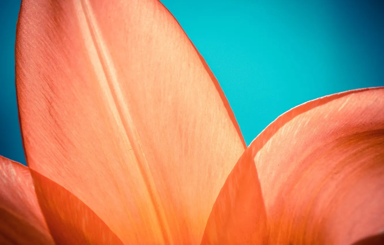 Photo wallpaper the sky, macro, light, petals, tolupan