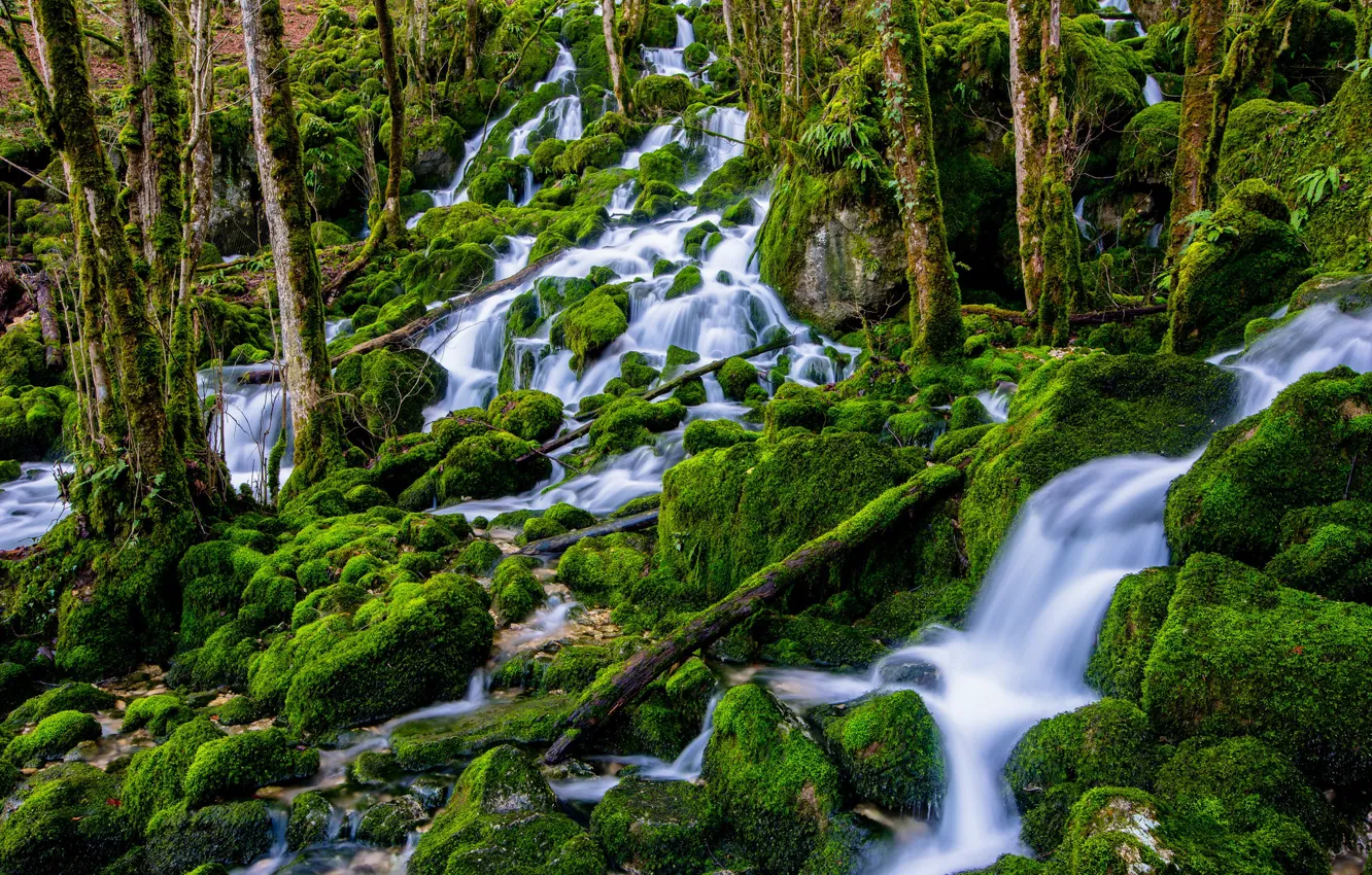 Photo wallpaper forest, water, moss, stream