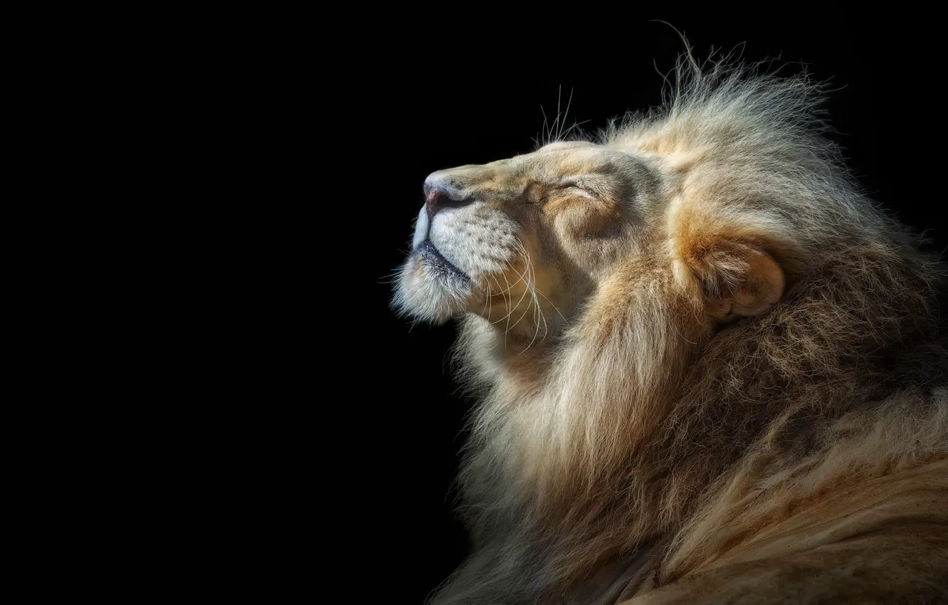 Photo wallpaper face, Leo, black background