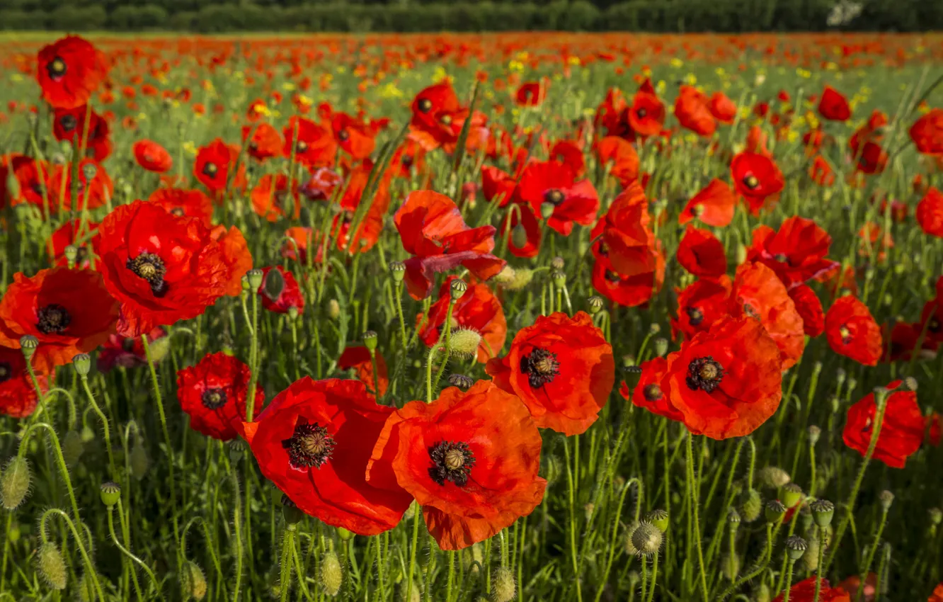 Photo wallpaper field, Maki, buds