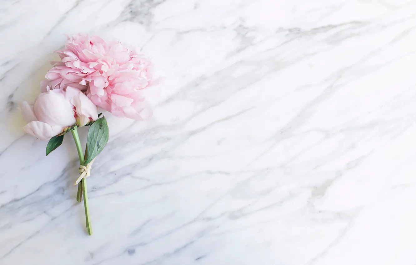 Photo wallpaper flowers, bouquet, marble, pink, flowers, peonies, peonies, tender