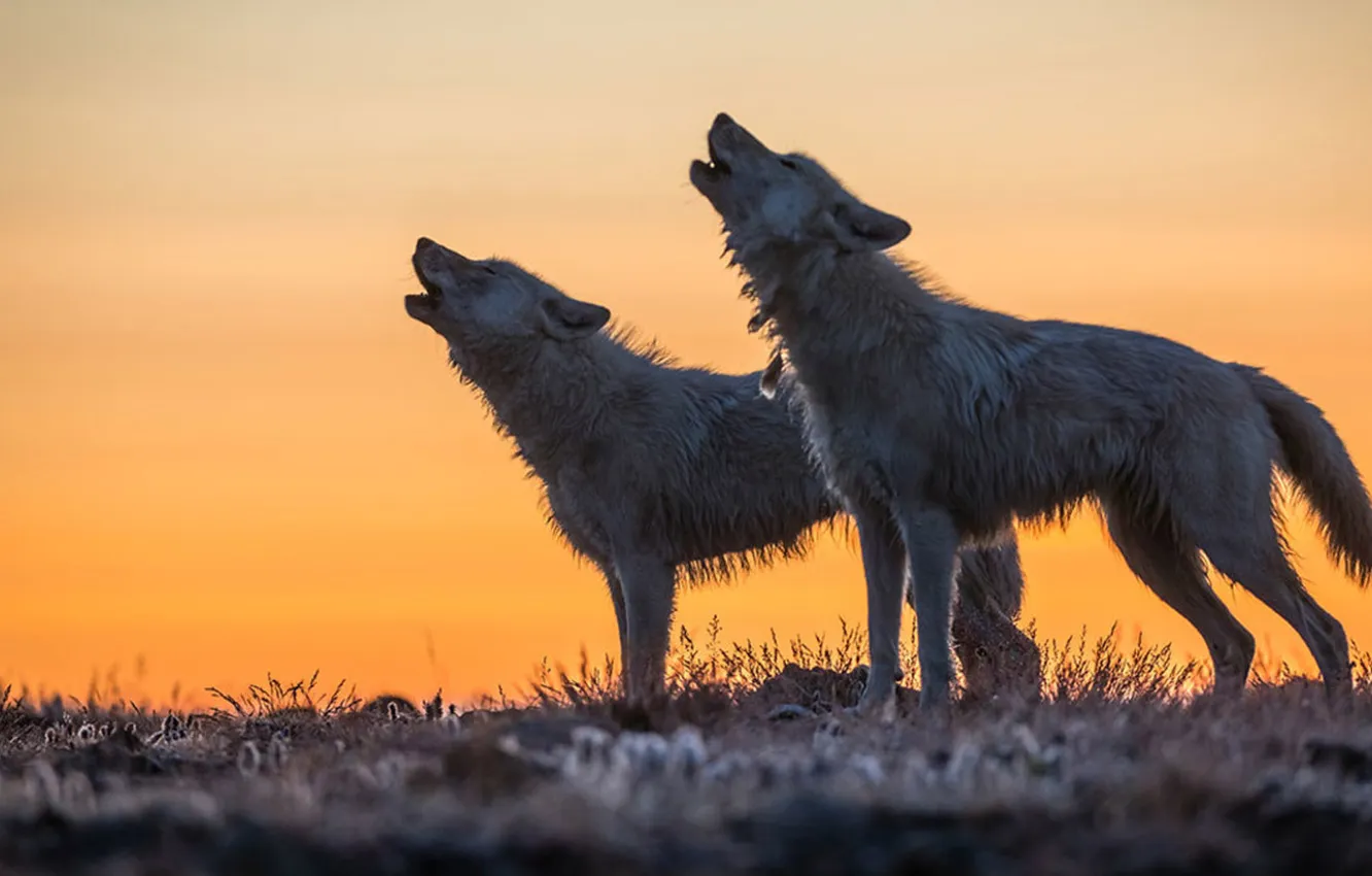 Photo wallpaper nature, Gray Wolf, face, animal, wolf, canis lupus, wildlife, head