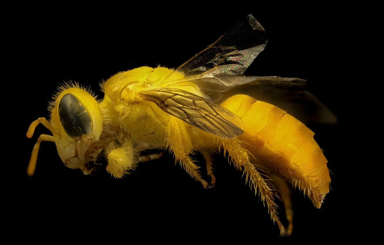 Photo wallpaper yellow, bee, wings, insect