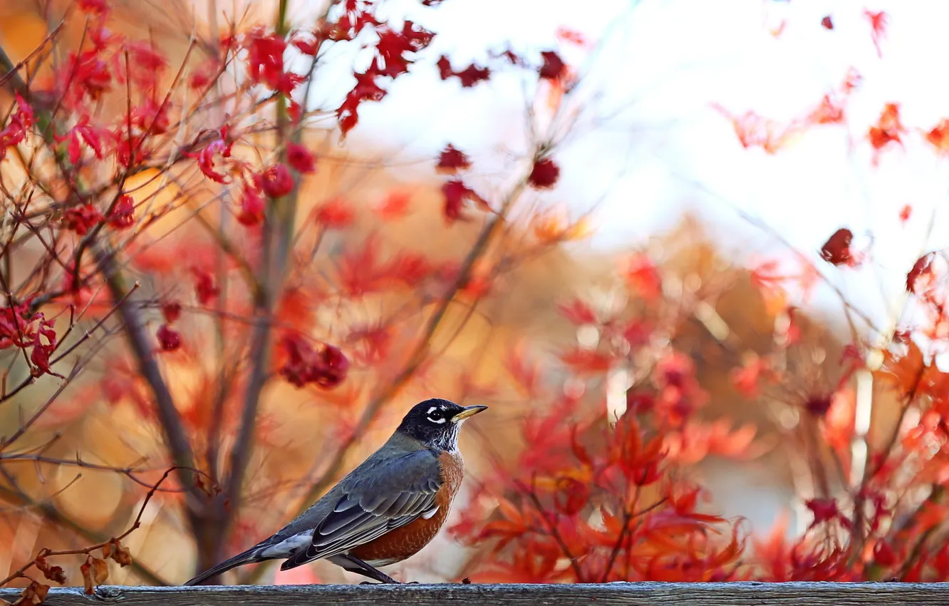 Photo wallpaper autumn, nature, bird