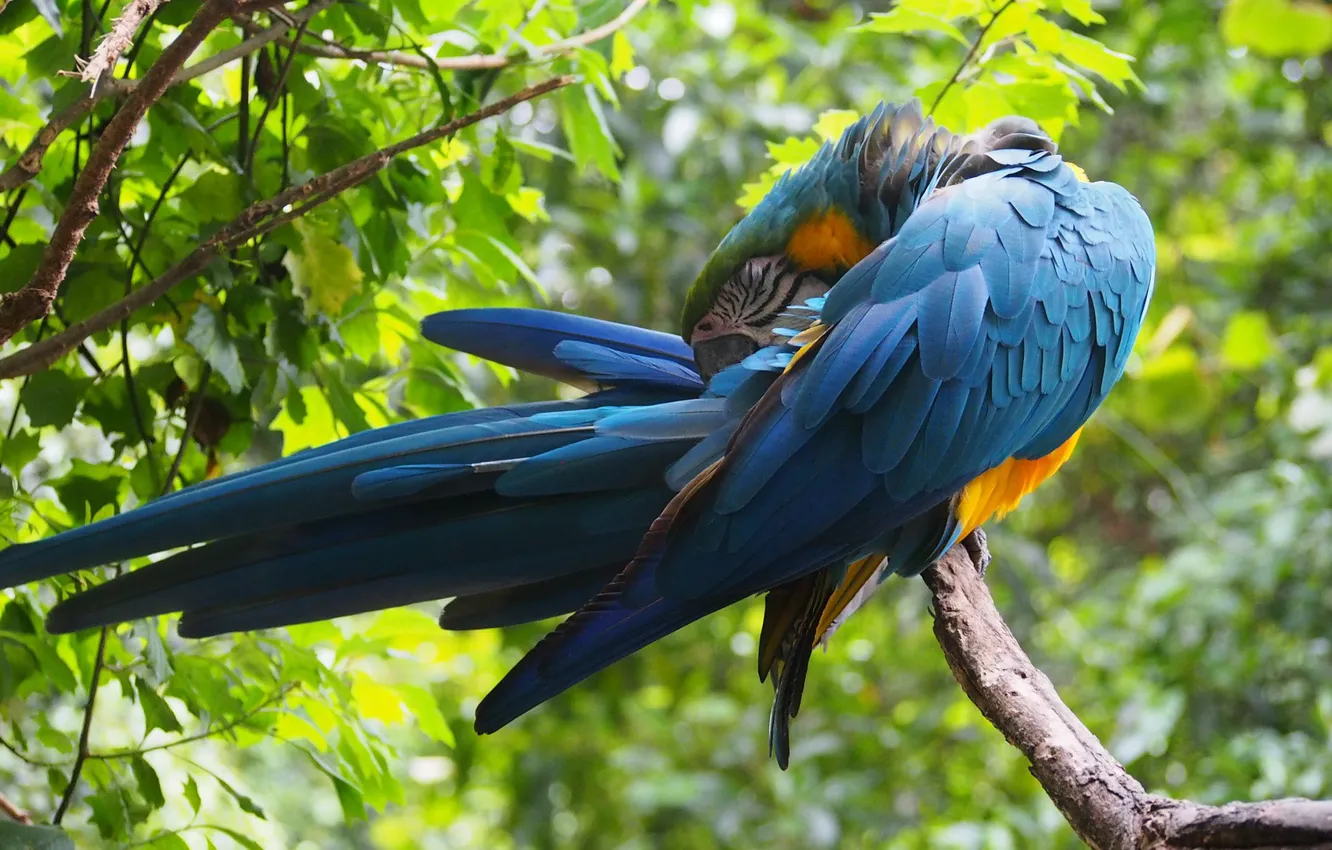 Photo wallpaper nature, bird, feathers, parrot, colorful, Ara, Exotic