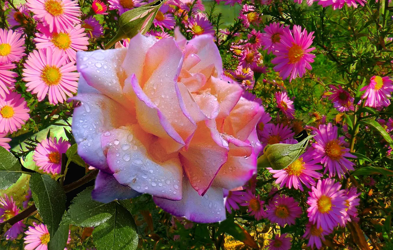 Photo wallpaper autumn, Rosa, roses, September