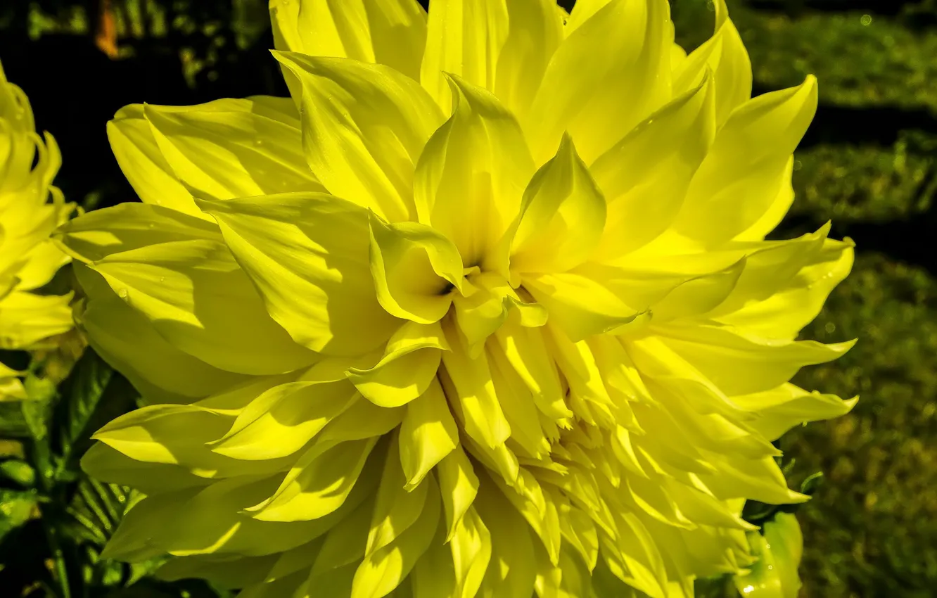 Photo wallpaper Flower, Dahlia, Yellow Dahlia