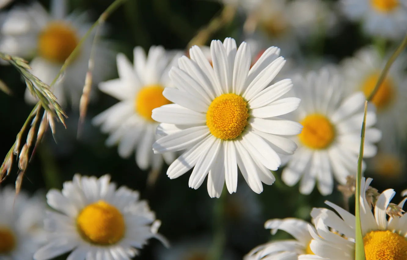 Photo wallpaper flowers, chamomile, spikelets, white, bokeh