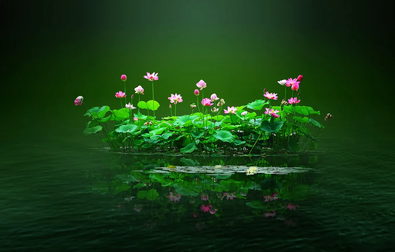 Photo wallpaper leaves, water, flowers, pond, island
