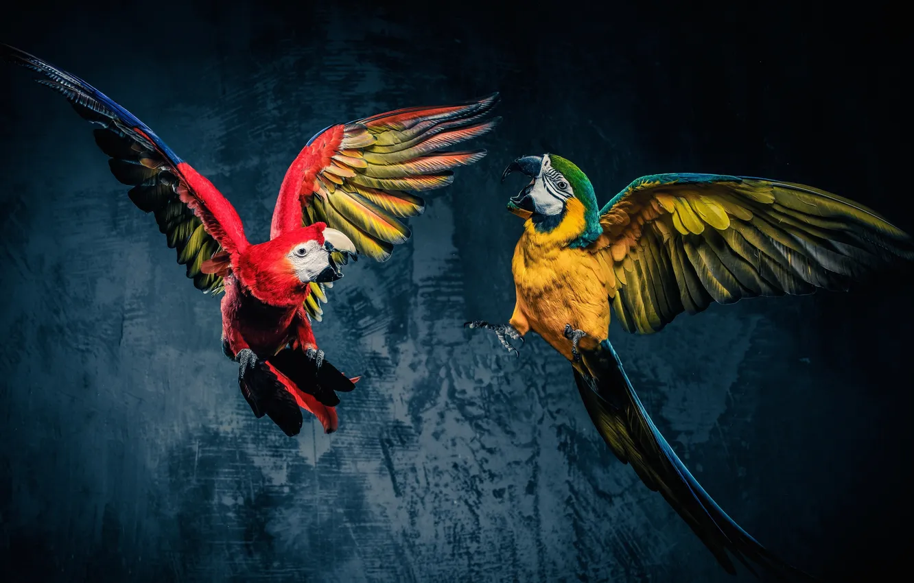 Photo wallpaper bird, blue, Air, background, alone, animal, colour, ara