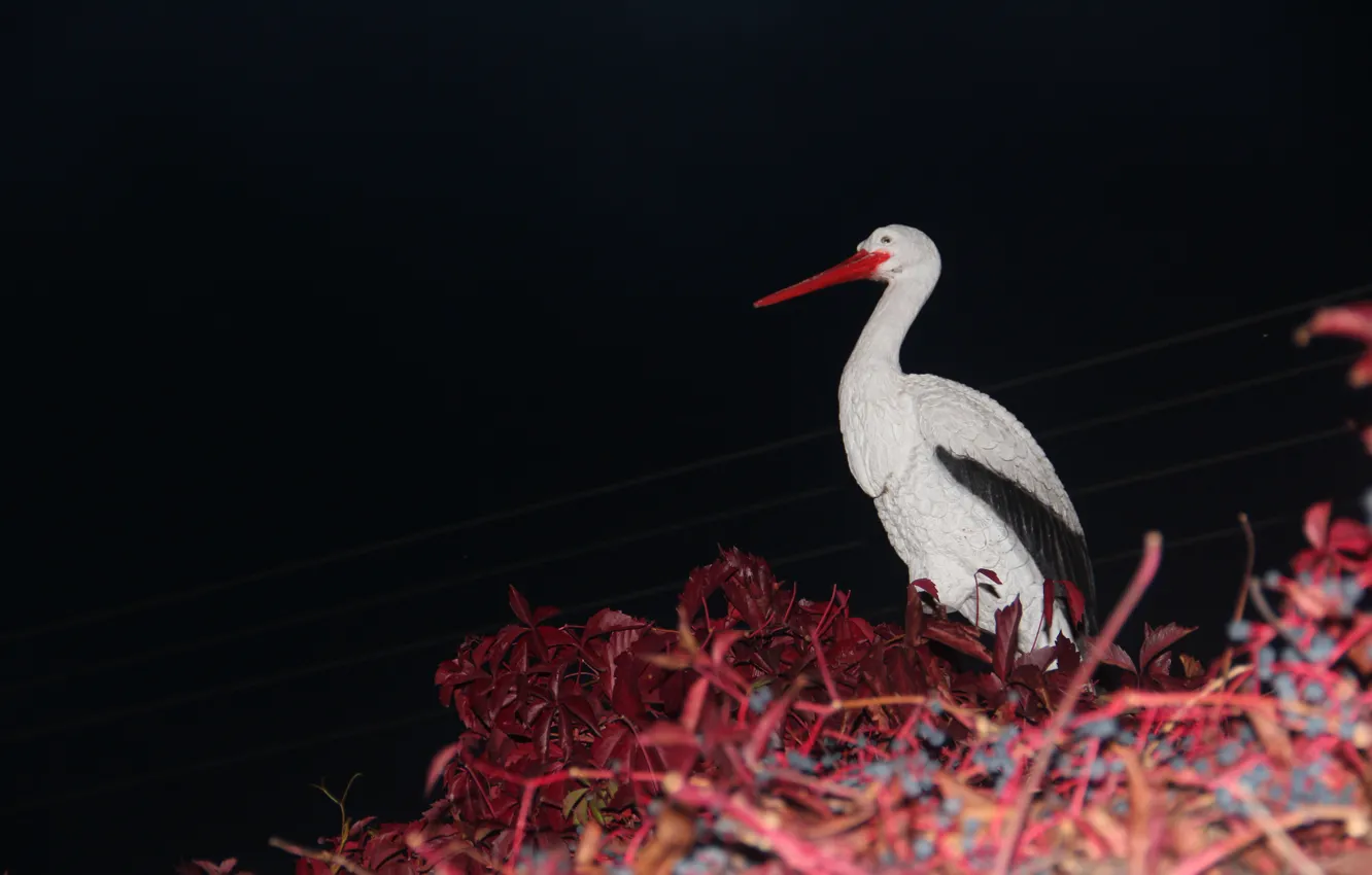 Photo wallpaper roof, socket, stork