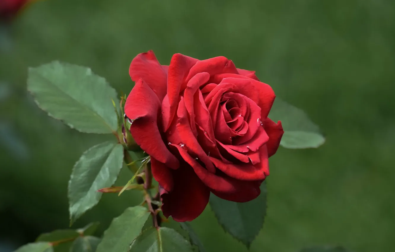 Photo wallpaper leaves, drops, close-up, scarlet rose