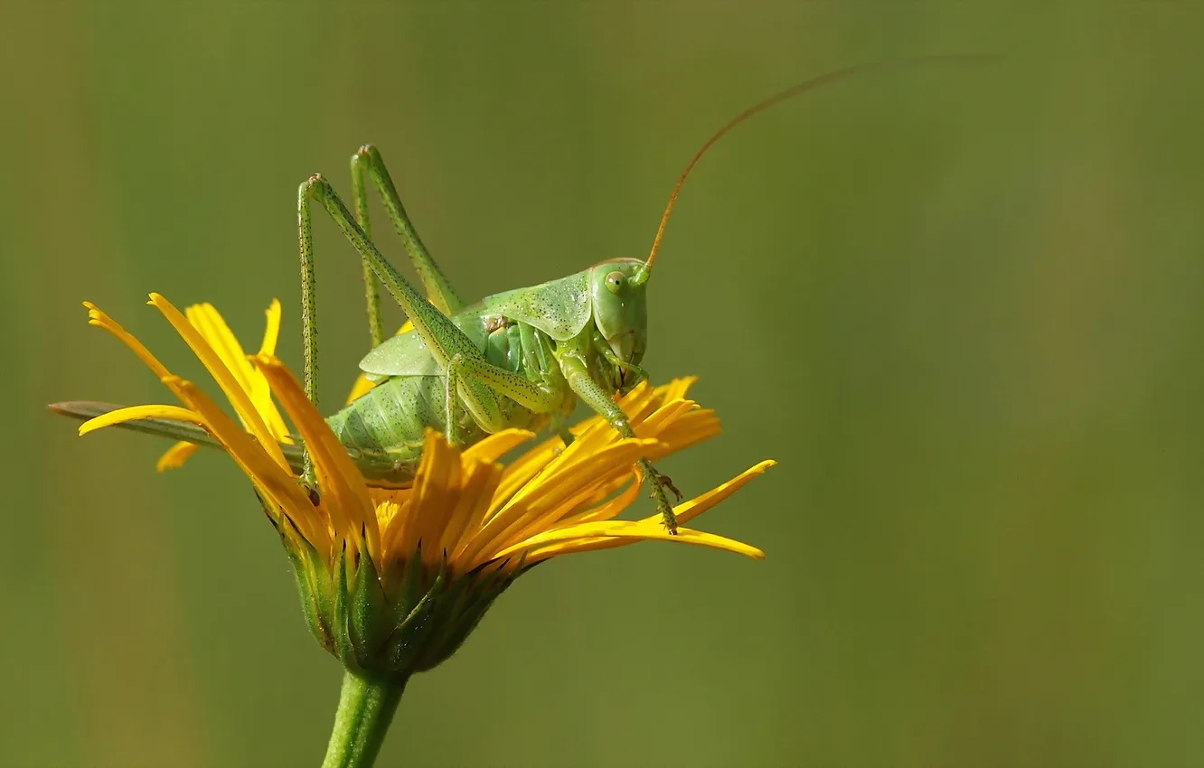 Photo wallpaper flowers, nature, grasshopper