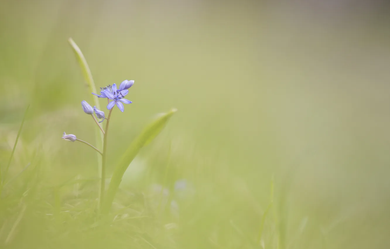 Photo wallpaper flower, background, blue, blur, spring
