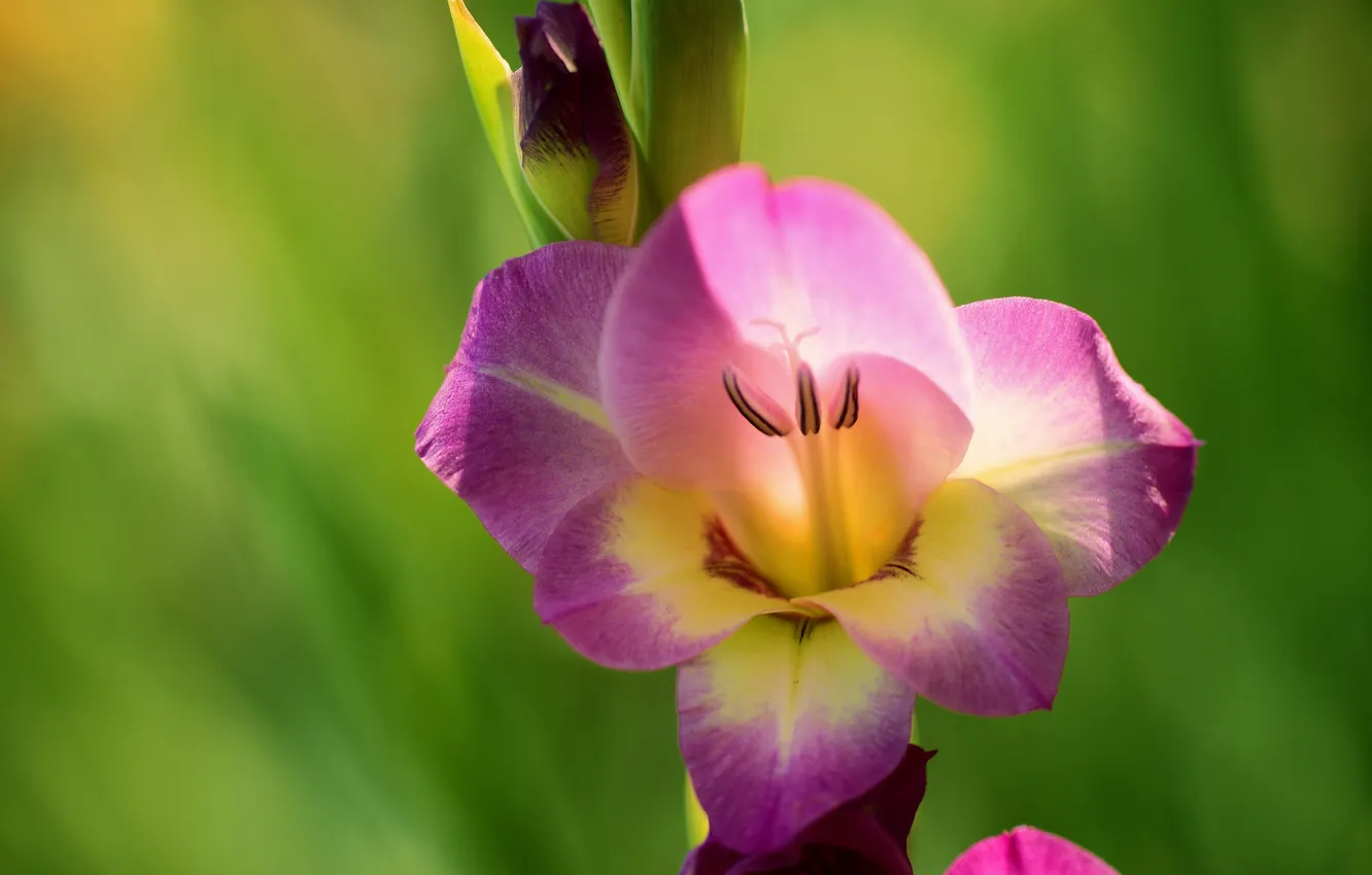Photo wallpaper macro, flowers, gladiolus, lilac