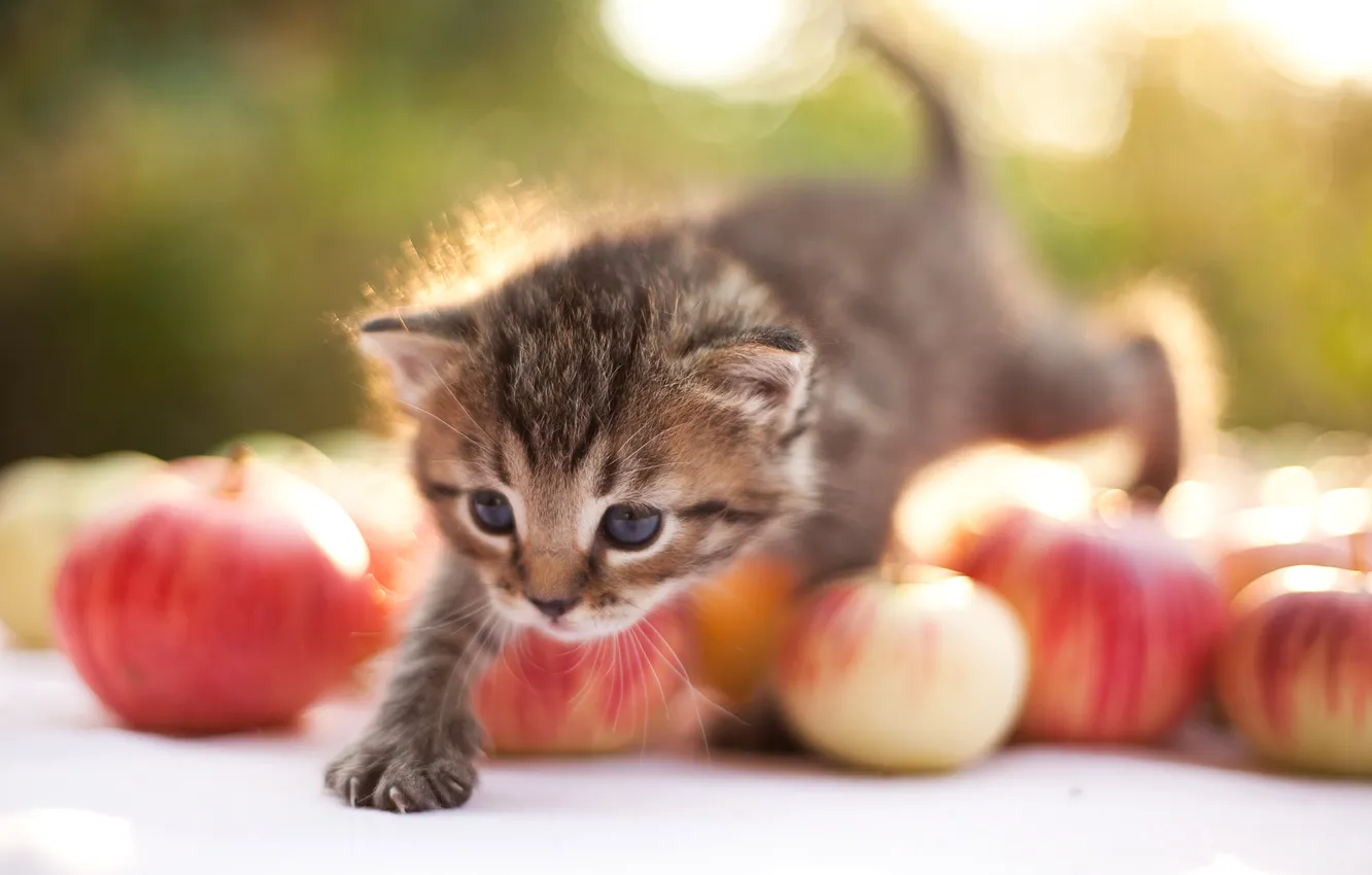 Photo wallpaper apples, kitty, steps