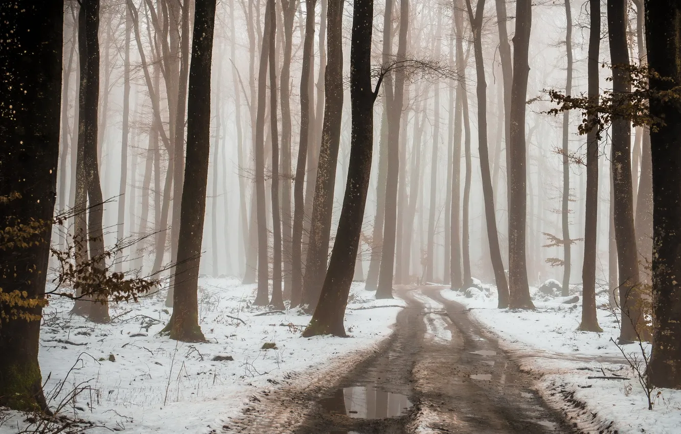Photo wallpaper winter, road, forest