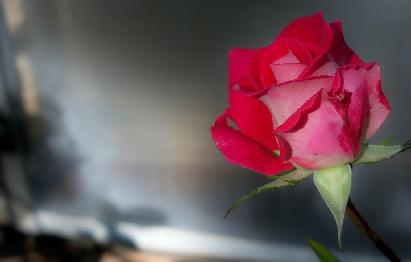 Photo wallpaper macro, roses, buds