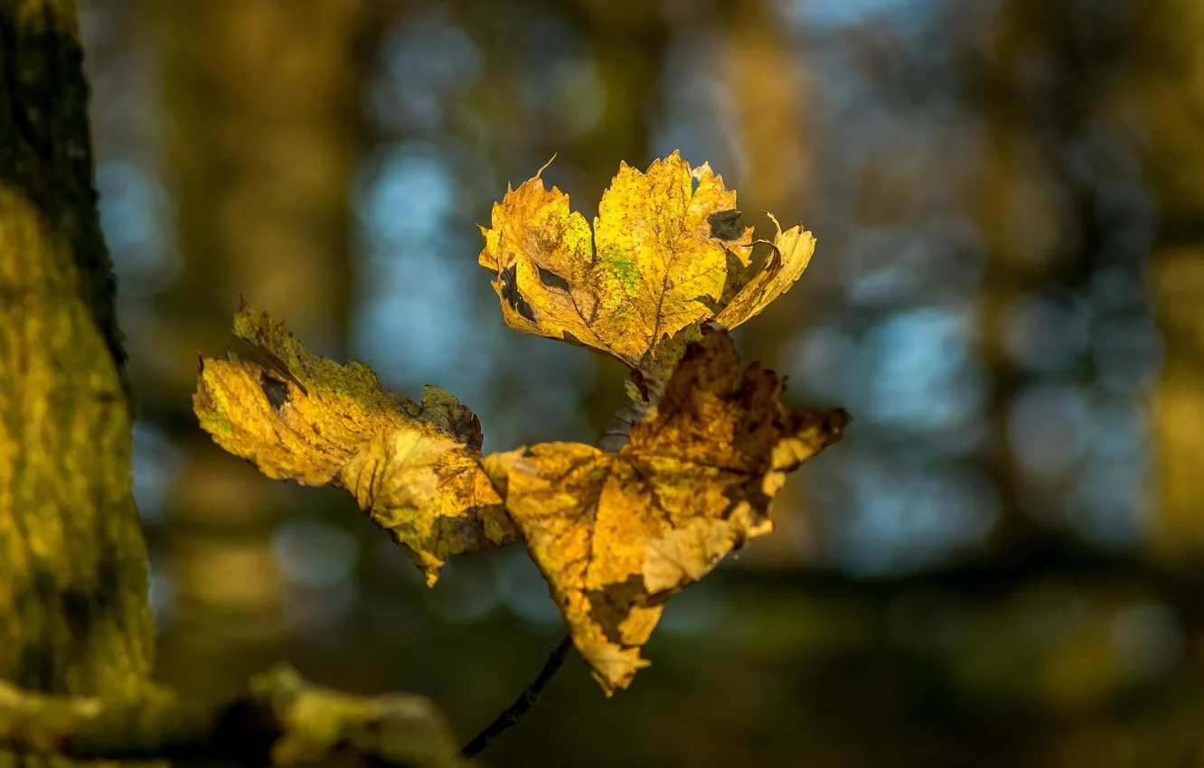 Photo wallpaper leaves, macro, branches, yellow