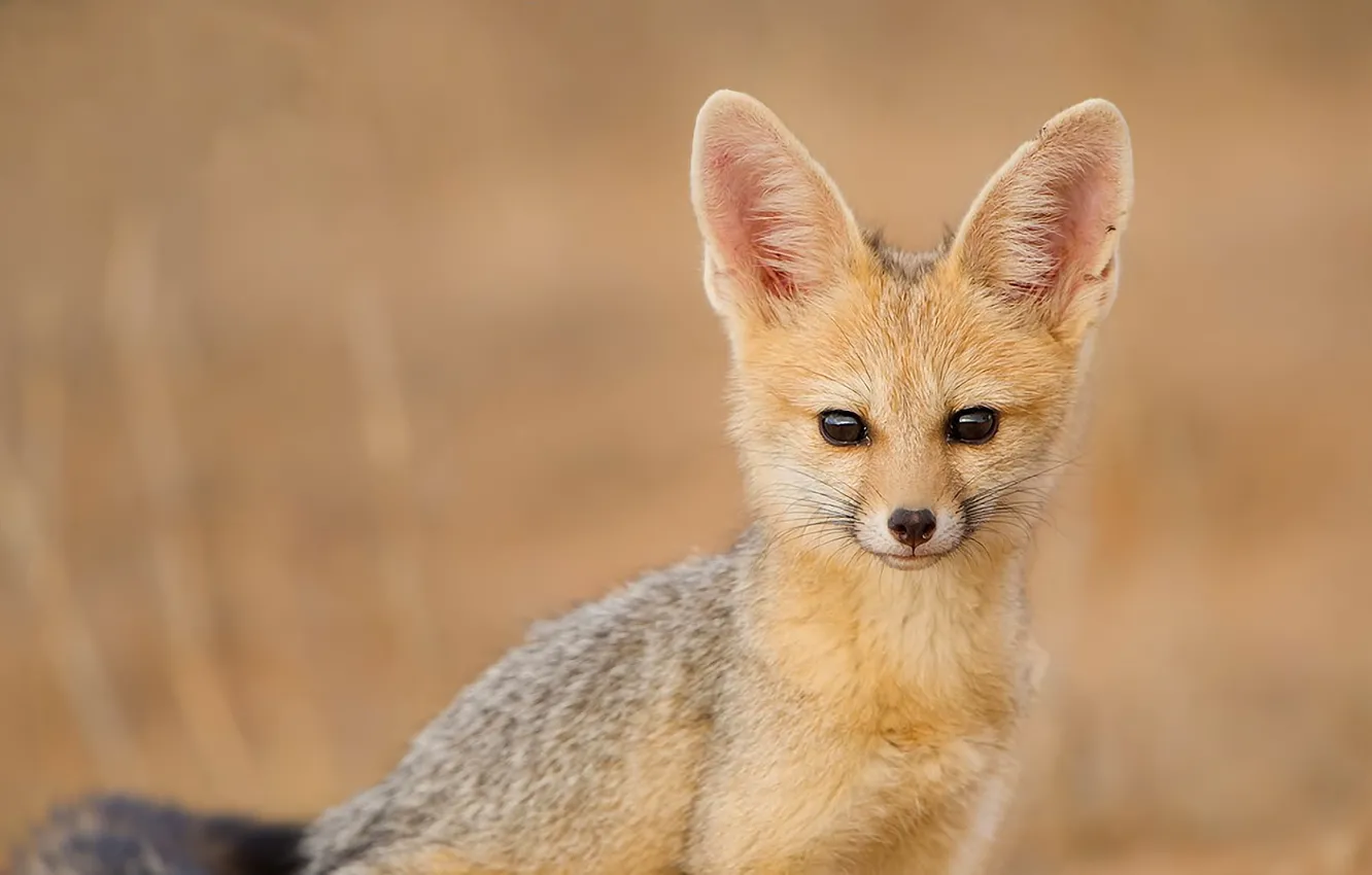 Photo wallpaper look, cape fox, South African Fox