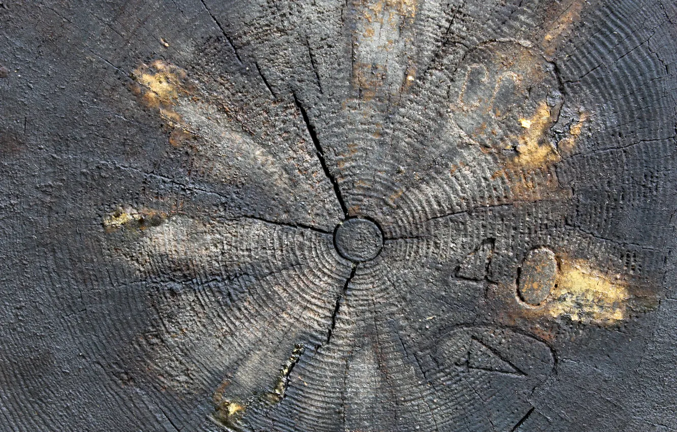 Photo wallpaper trees, background, log