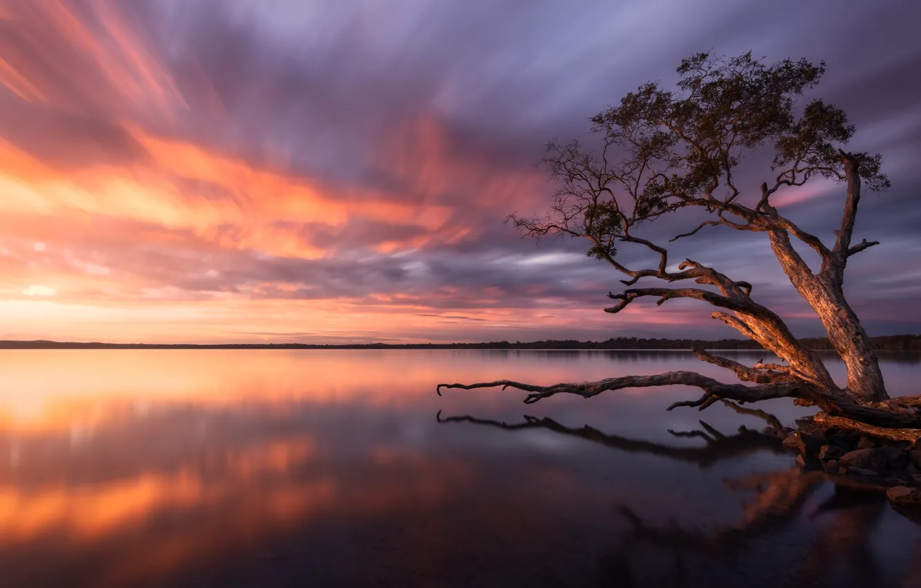 Photo wallpaper sunset, lake, tree