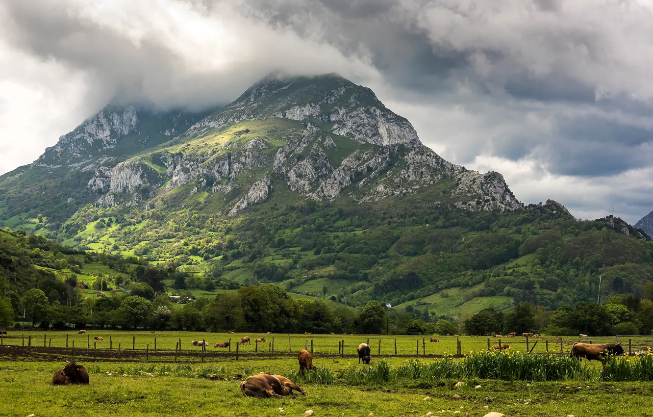 Photo wallpaper field, trees, flowers, mountains, rocks, vegetation, spring, cows