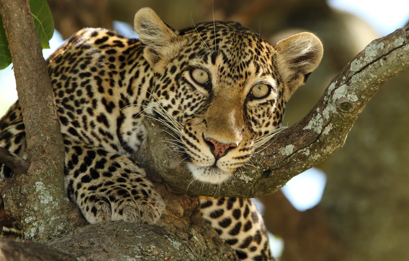 Photo wallpaper look, face, trees, predator, leopard, wild cat