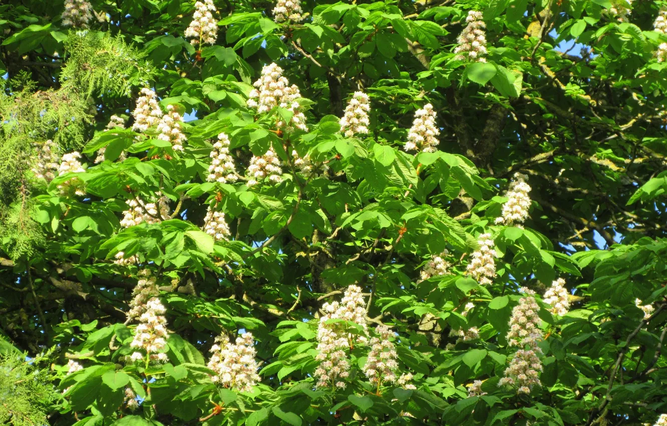 Photo wallpaper trees, blooms, chestnuts, spring 2018, Meduzanol ©
