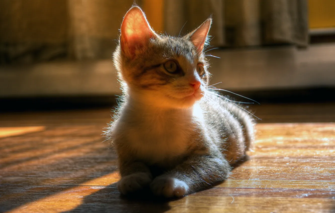 Photo wallpaper cat, light, glare, kitty, room, muzzle, floor, lies