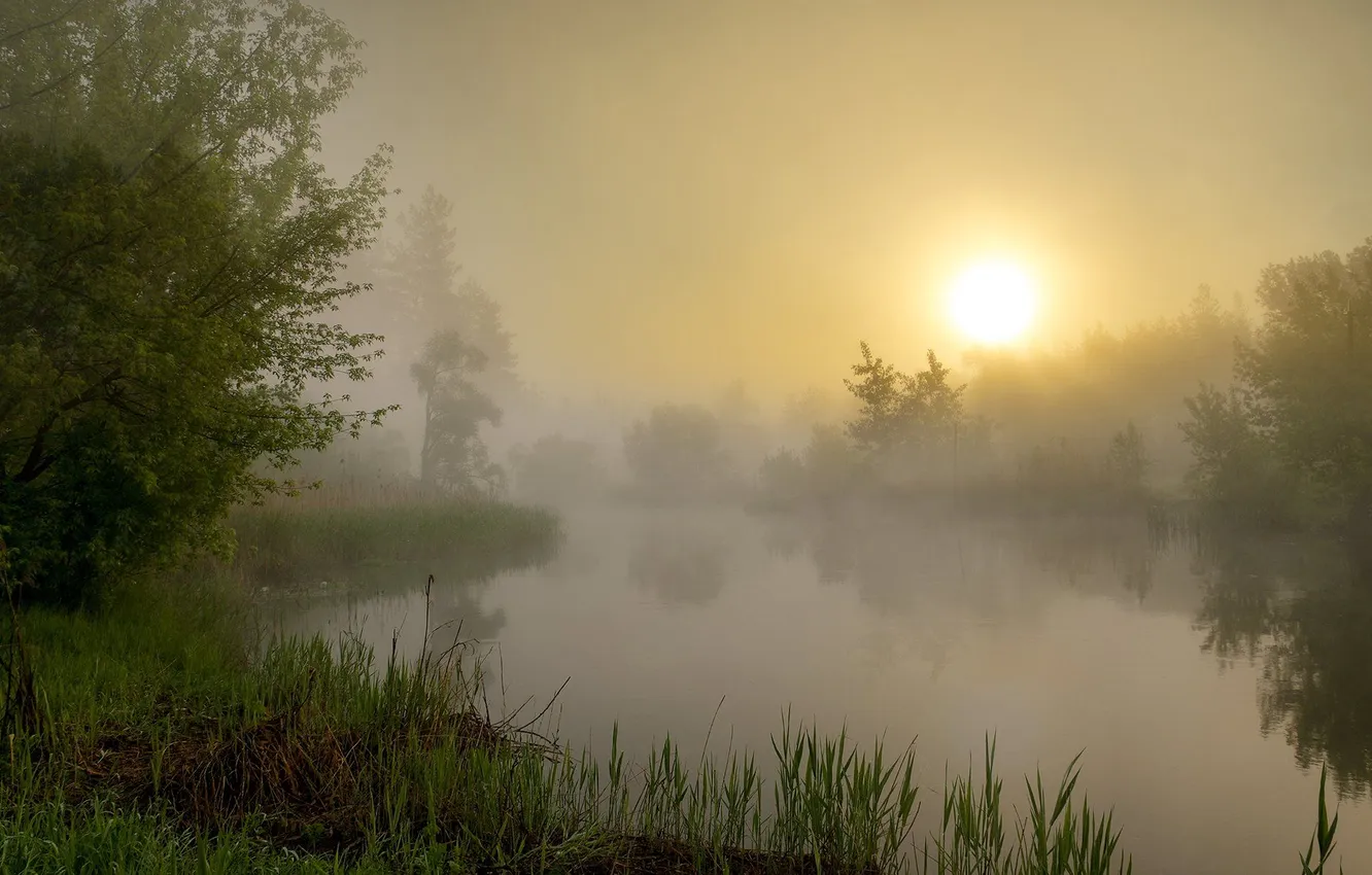 Photo wallpaper forest, the sky, grass, the sun, clouds, trees, landscape, sunset