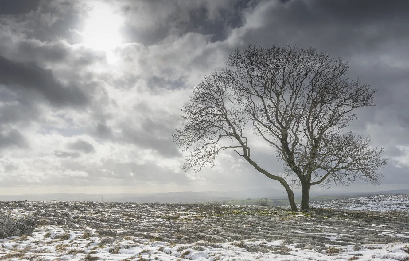 Photo wallpaper field, snow, clouds, tree