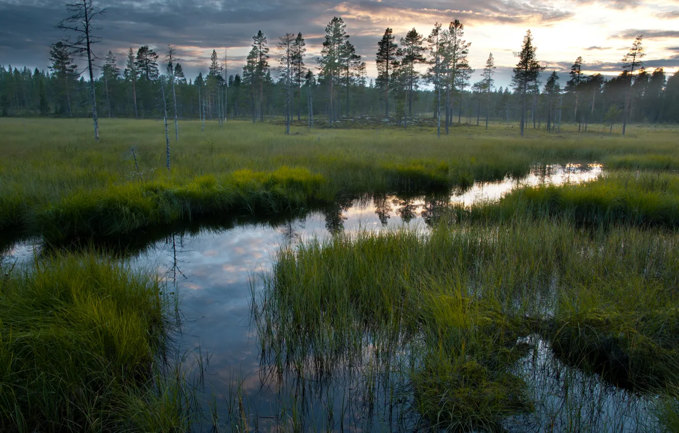 Photo wallpaper forest, the sky, grass, water, nature, reflection, swamp