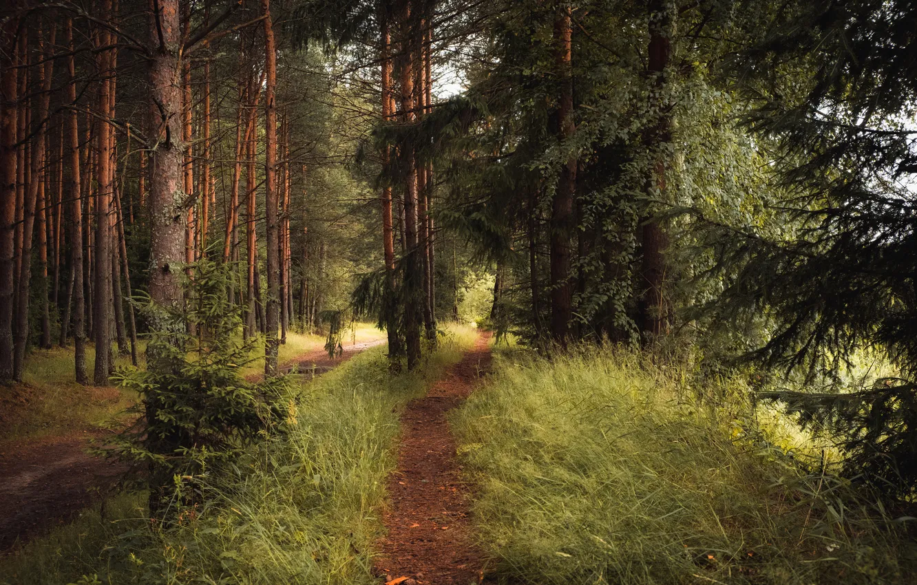 Photo wallpaper forest, nature, ate, path, pine, coniferous