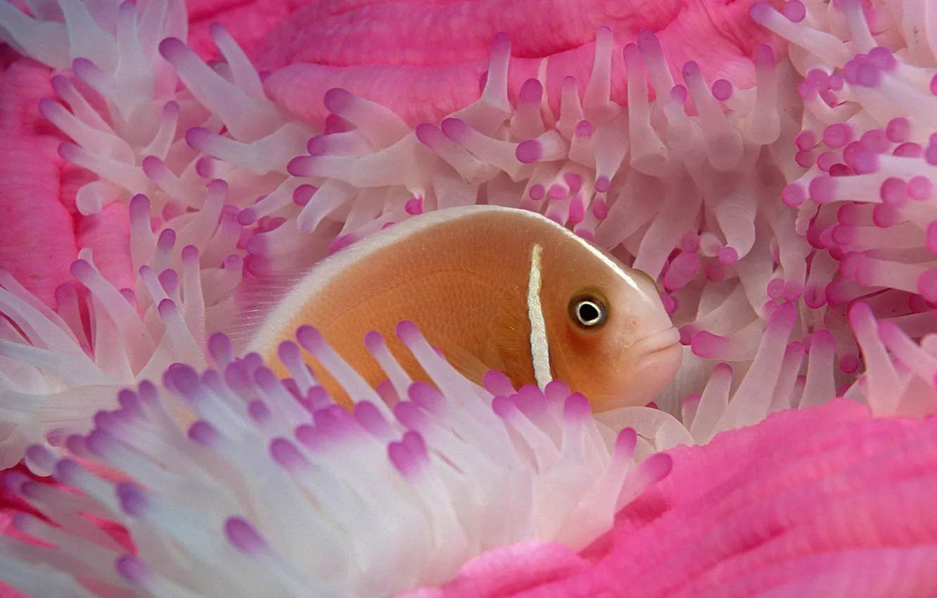Photo wallpaper Pink, Anemone, Fish