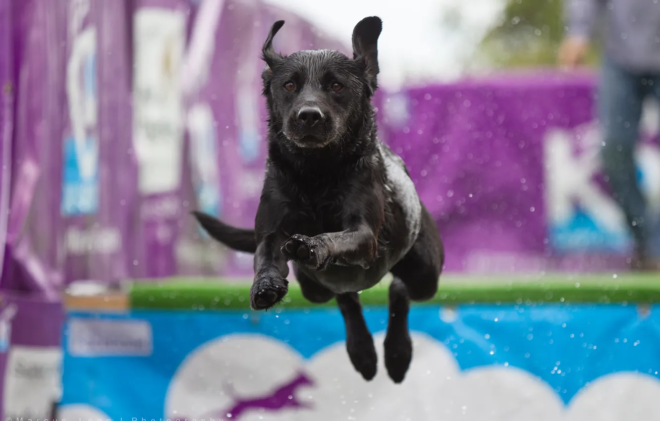 Photo wallpaper look, each, dog, running