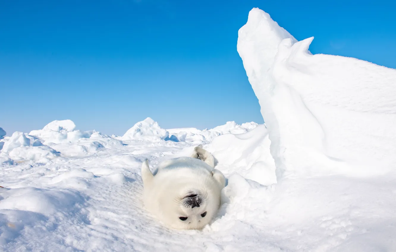 Photo wallpaper winter, snow, seal, cub, pup
