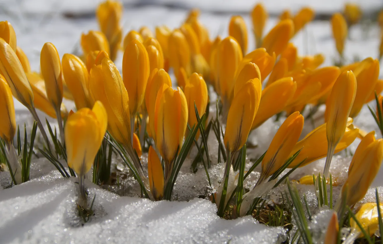 Photo wallpaper snow, flowers, yellow, glade, spring, crocuses, buds