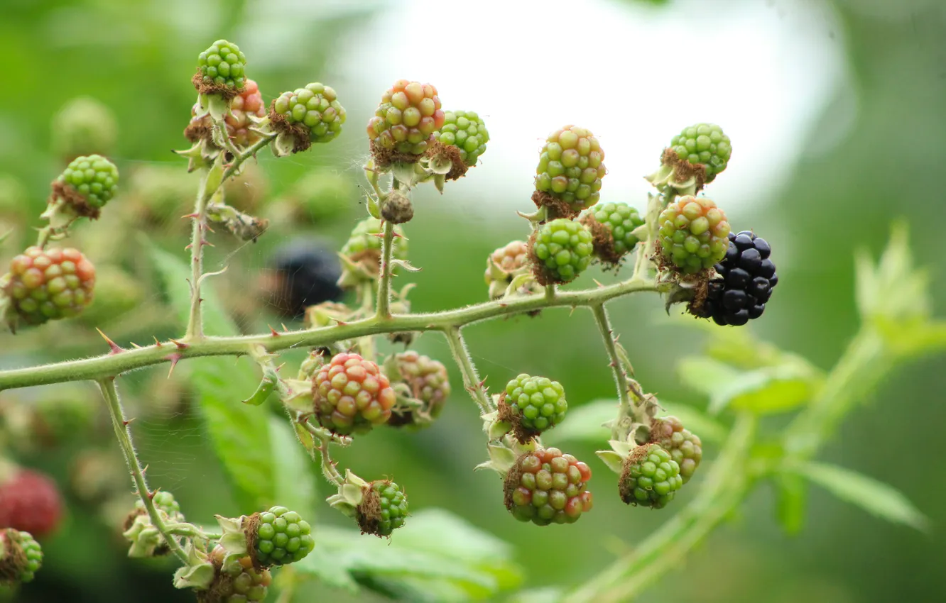 Photo wallpaper fruit, plant, twig