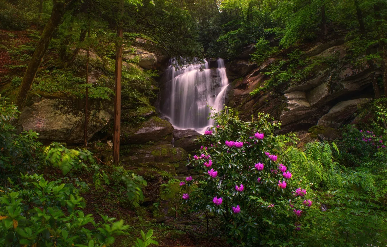 Photo wallpaper forest, trees, rocks, waterfall, North Carolina, North Carolina, rhododendrons, Etowah