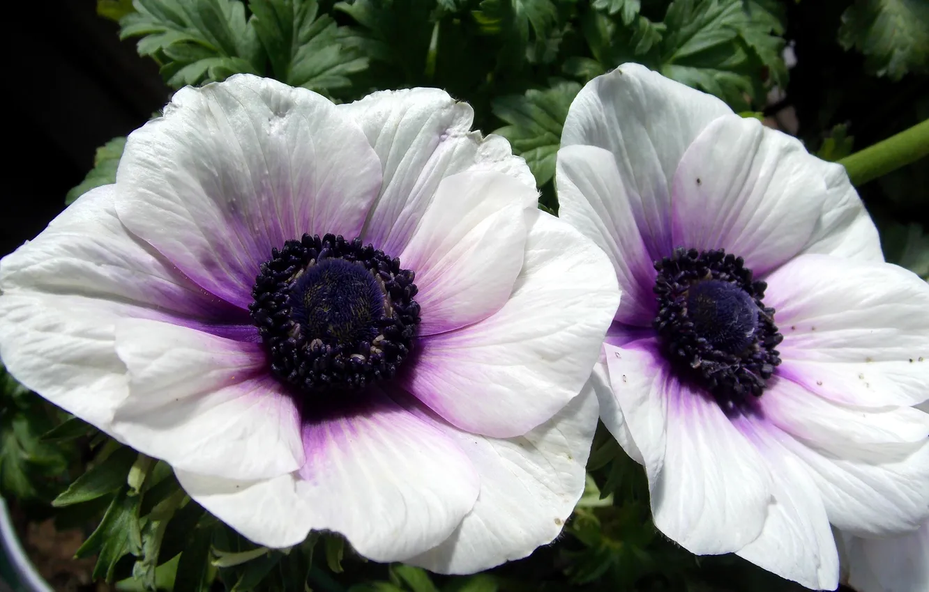 Photo wallpaper white, flowers, photo, anemones