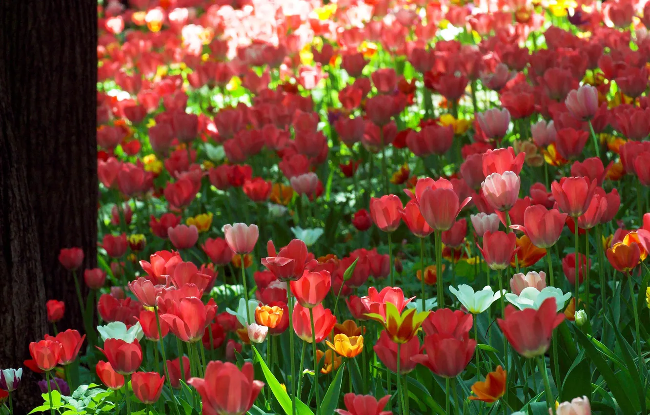 Photo wallpaper trees, flowers, nature, tulips, trunk