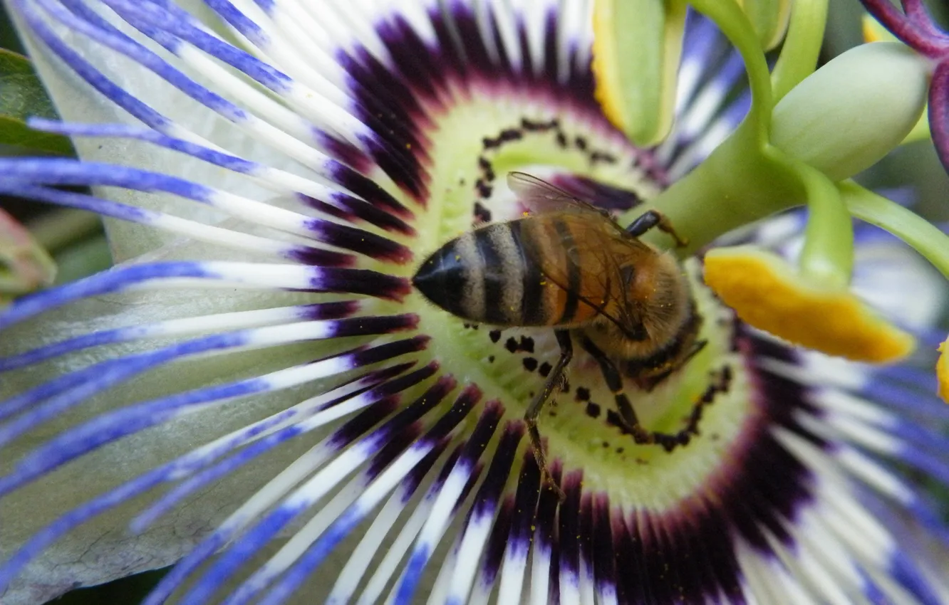 Photo wallpaper white, flower, purple, bee, passionflower
