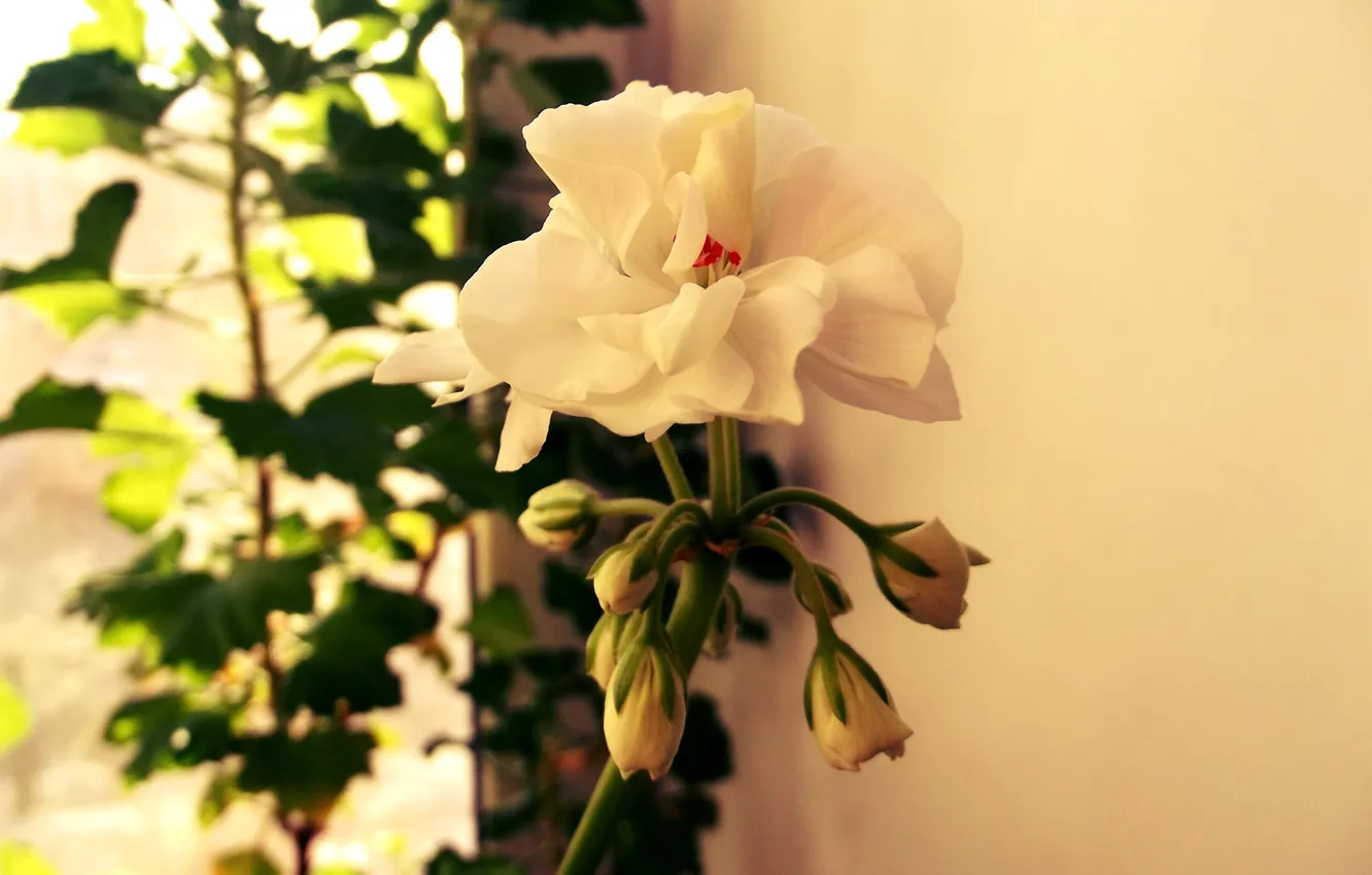 Photo wallpaper flowers, red, green, bright, white