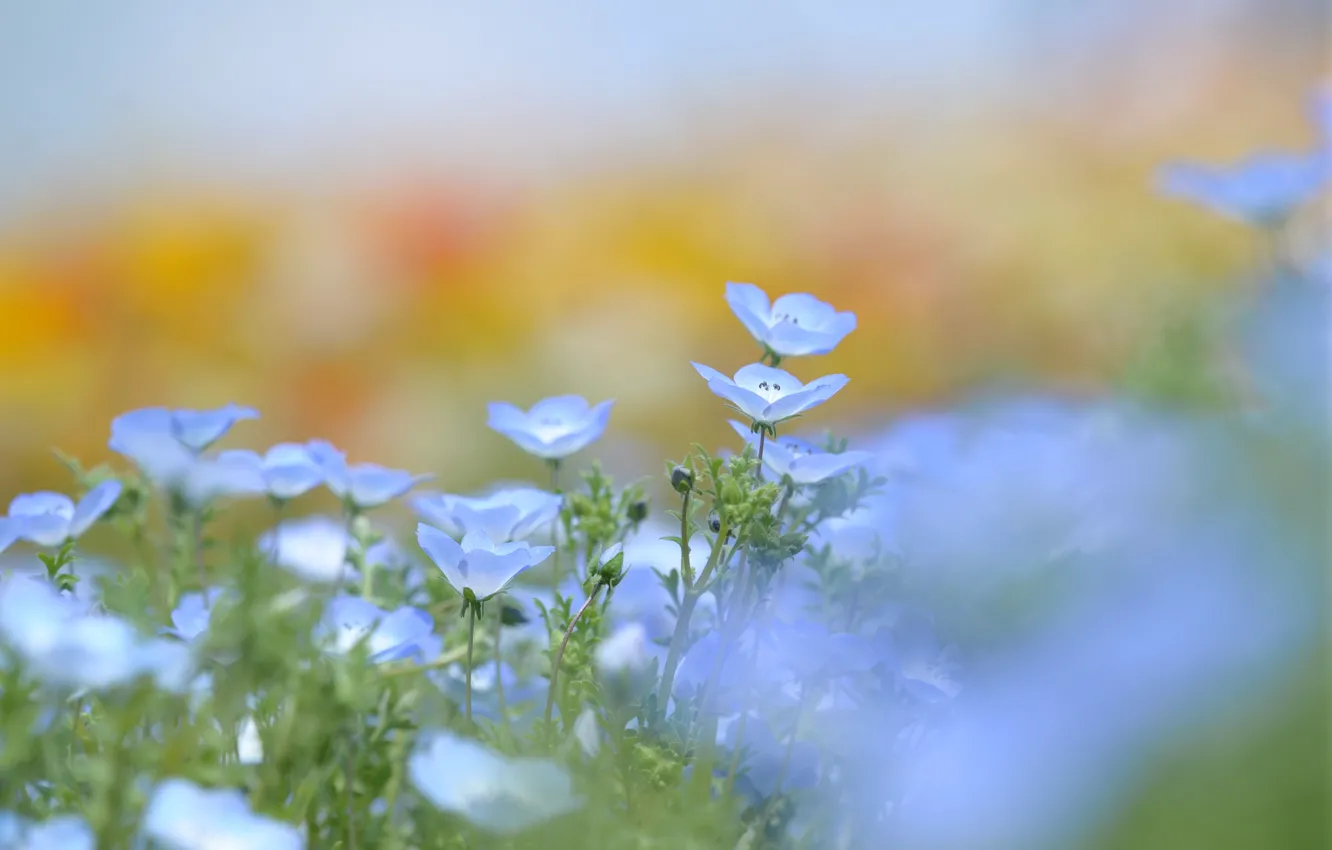 Photo wallpaper greens, flowers, nature, blue, glade, tenderness, spring, blur