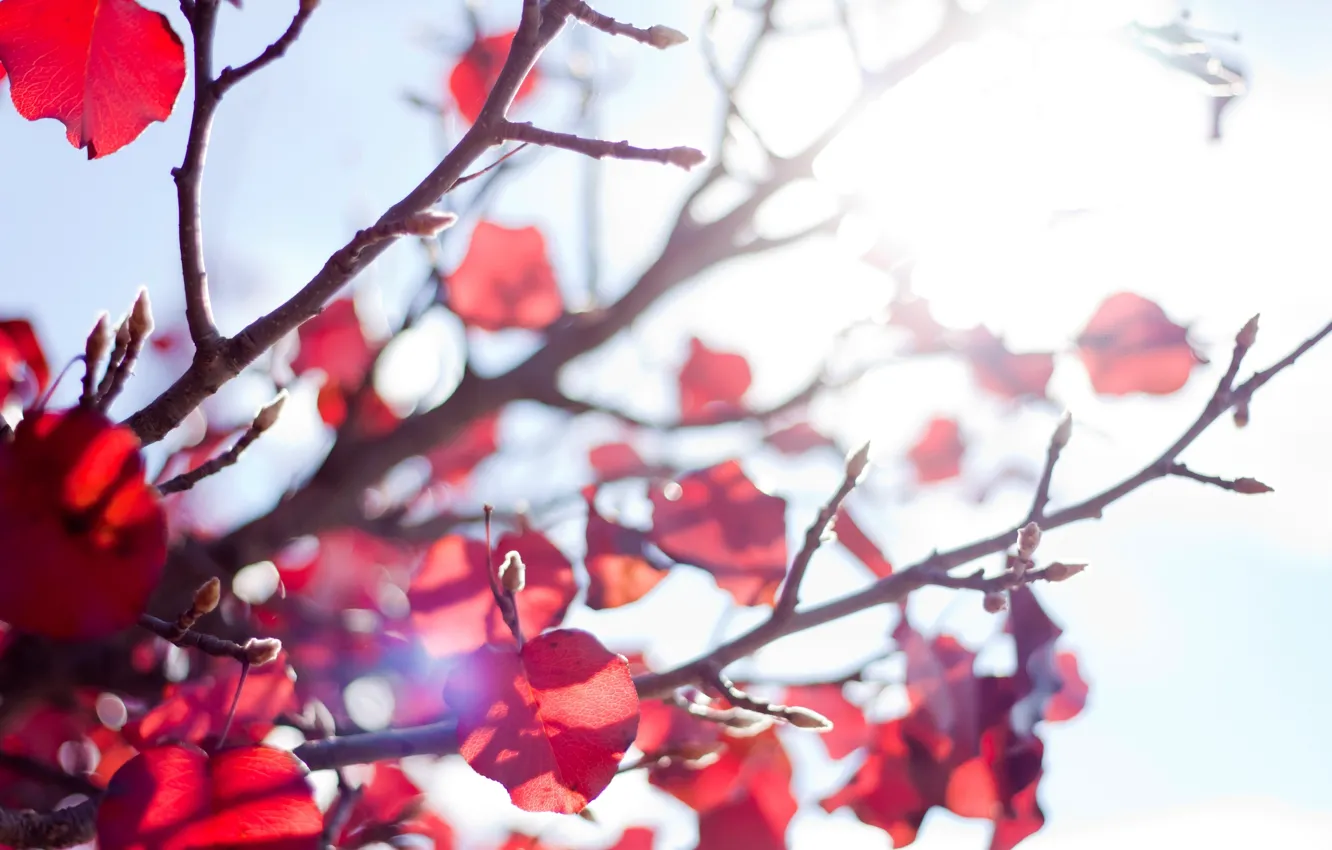 Photo wallpaper autumn, leaves, the sun, macro, rays, light, photo, branch