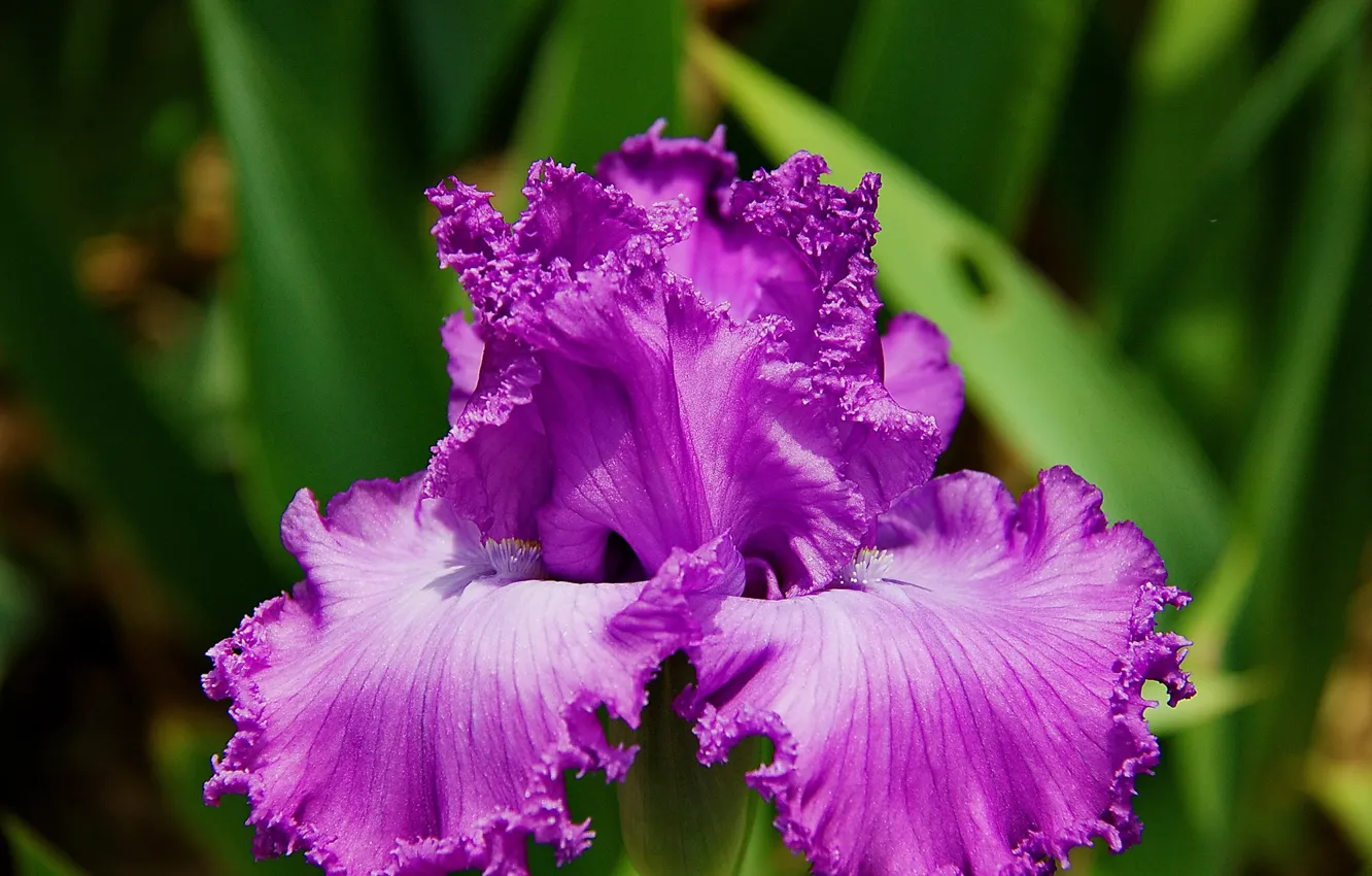 Photo wallpaper flower, background, iris